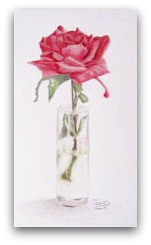 151x245 Single Red Rose Color Pencil Drawing Great Art