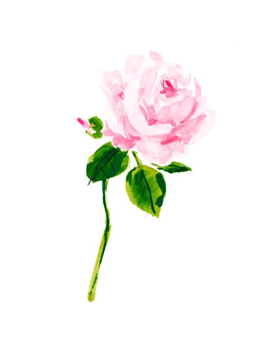 570x713 A Single Rose Art Print A Thing Created Single