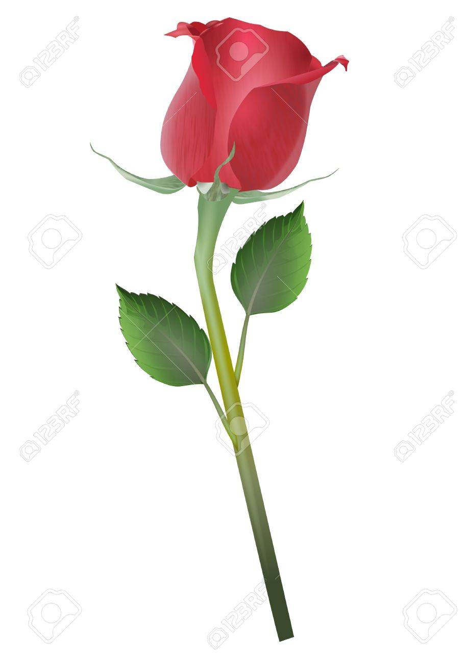 919x1300 Single Rose Drawing Stock Photo, Picture And Royalty Free Image