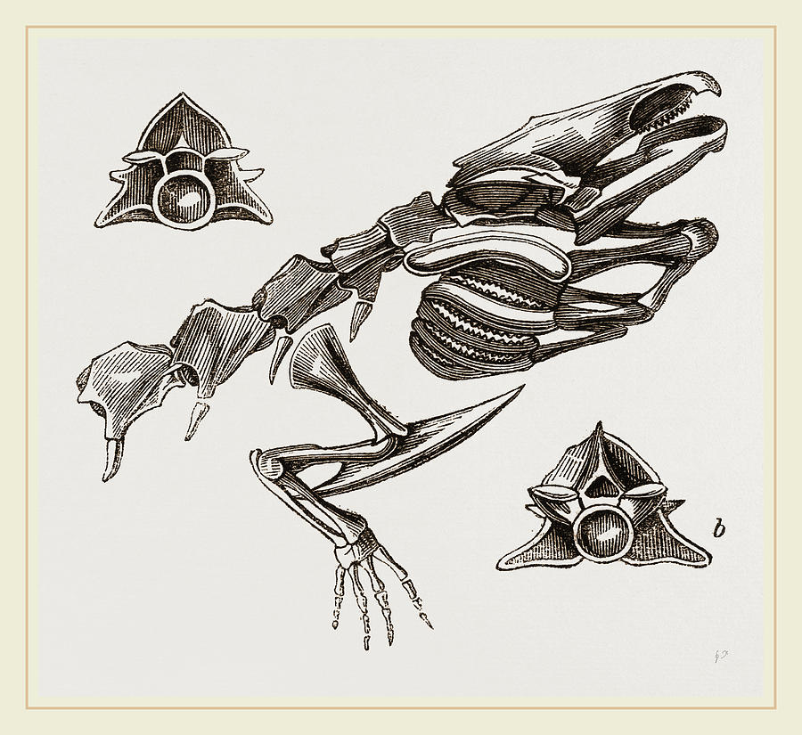 900x825 Head Of Striated Siren Drawing By Litz Collection