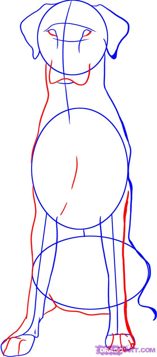 504x1147 Pictures How To Draw A Sitting Dog,