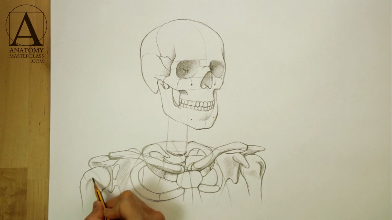 1280x720 Head, Neck And Shoulders Skeletal Anatomy