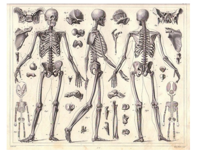 638x479 Skeletal Structure