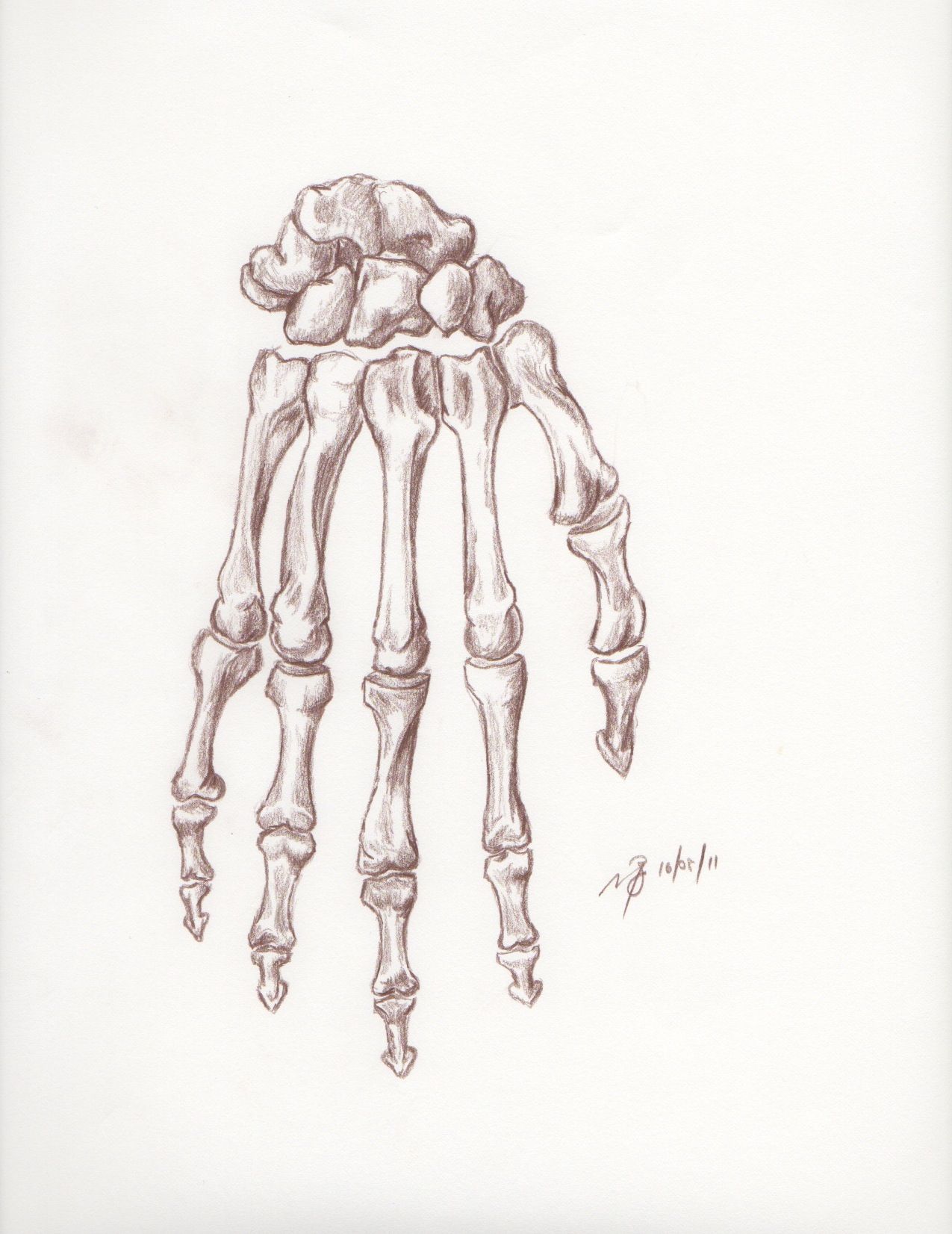 1275x1652 Back Of Hand Drawing Skeletal