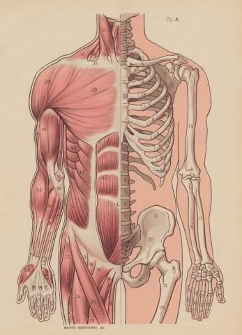 347x480 Muscular And Skeletal System Illustration @madelinemcquay This Is