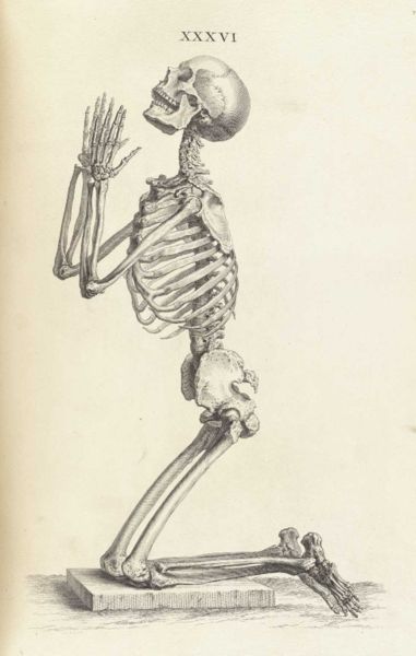 381x600 Skeleton, Kneeling Title Osteographia, Or Anatomy