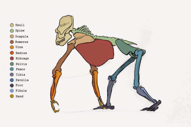 737x492 Sonjebasaland Animal Drawing Gorilla