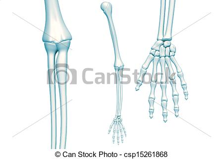 450x320 Skeleton Arm Skeleton Arm On White Background Stock Illustration