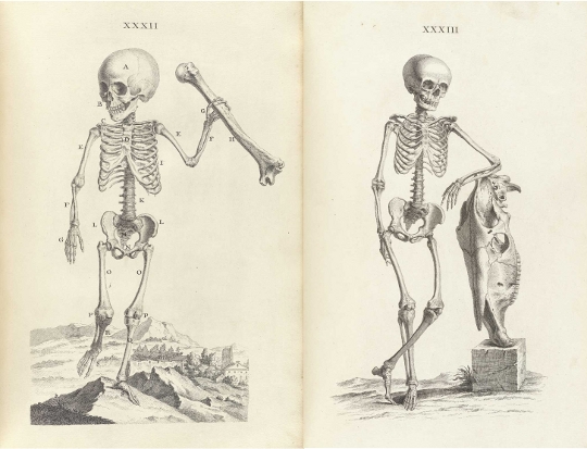 540x413 Accuracy And Elegance In Cheselden's Osteographia (1733)