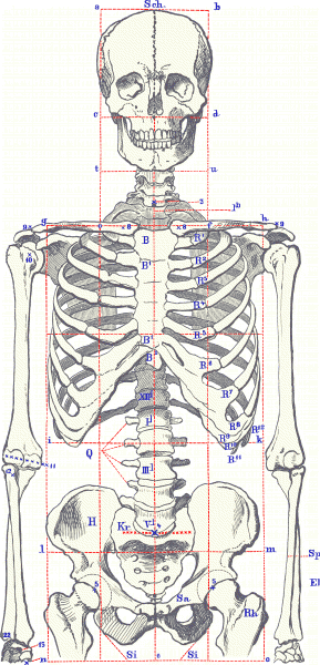289x600 Human Body Skeleton Drawing Diagram Human Body