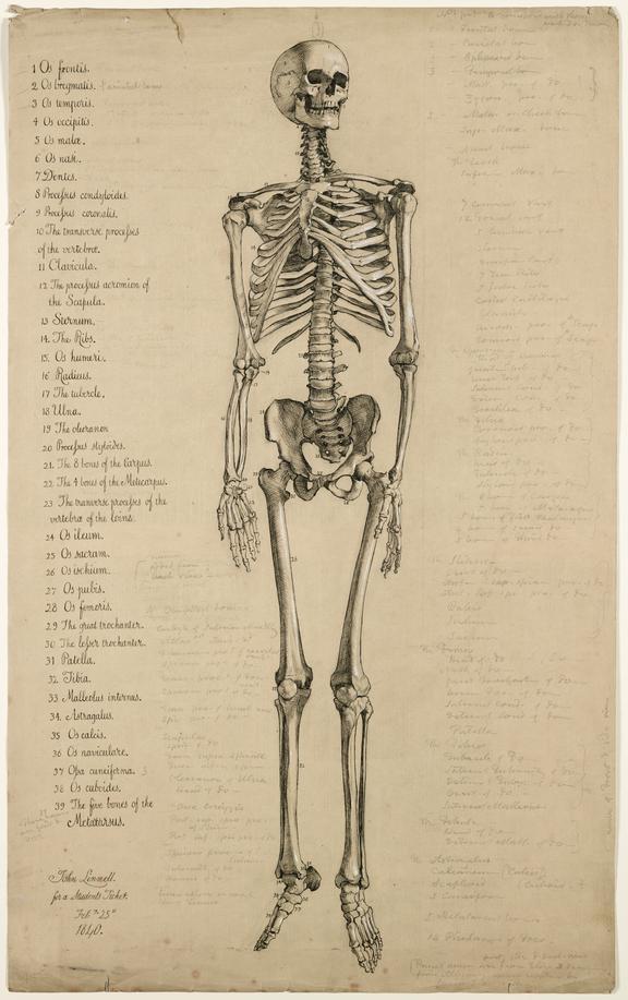 576x917 Anatomical Drawing Of A Human Skeleton, England, 1840 Science