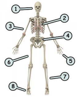 250x315 A Cartoon Skeleton