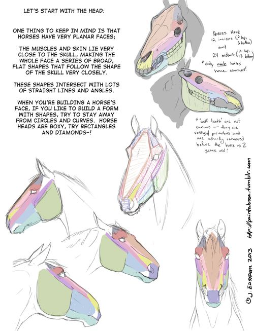 500x653 Drawing Art Draw Animal Skeleton Anatomy Horse Reference Tutorial