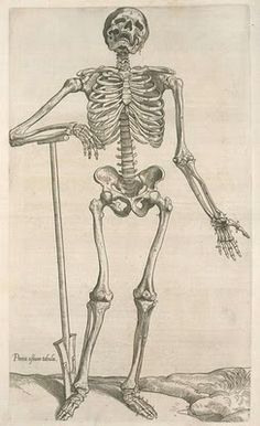 236x386 Vintage Human Skeleton Drawing From 1898 With A Bit Of Sass.