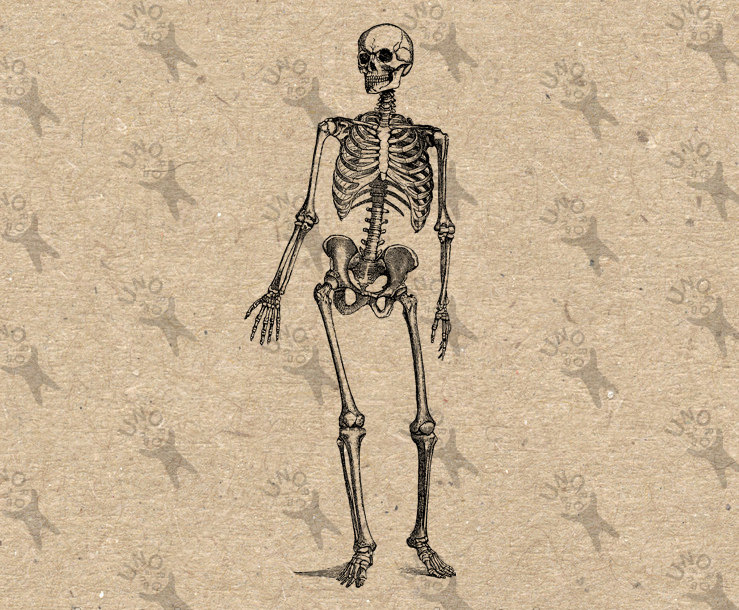 739x610 Vintage Retro Drawing Human Skeleton Image Instant Download