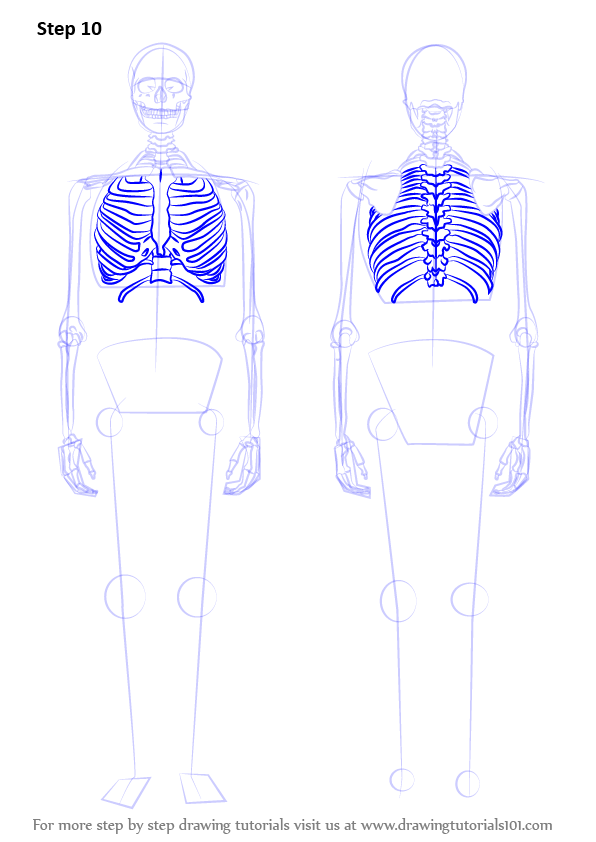 596x842 Learn How To Draw A Skeleton (Everyday Objects) Step By Step