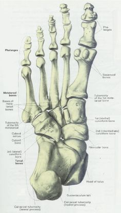 236x416 Skeleton Feet Foot Bonesp View Your Foot Is Quite Easy