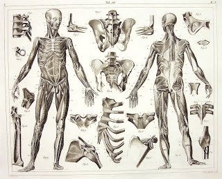 320x257 Figure Drawing The Human Skeleton And Muscles