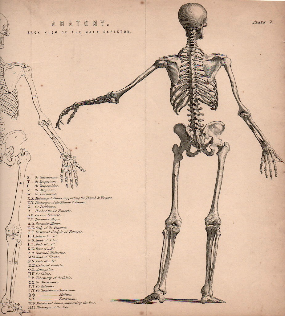 925x1024 Figure Drawing How To Draw A Skeleton