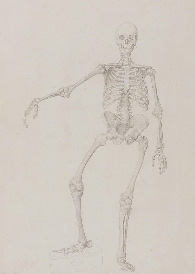 640x900 Human Skeleton Drawings Fine Art America