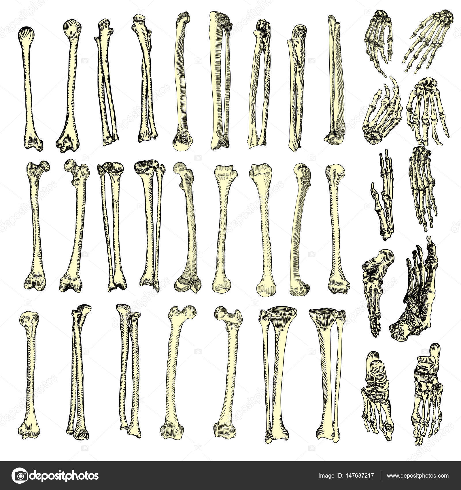 1600x1700 Human Bones Skeleton Drawing Set Stock Vector Goldenshrimp