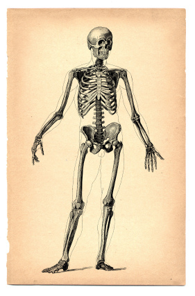 281x427 Human Skeleton (Drawing On Vintage Paper) Vintage Paper