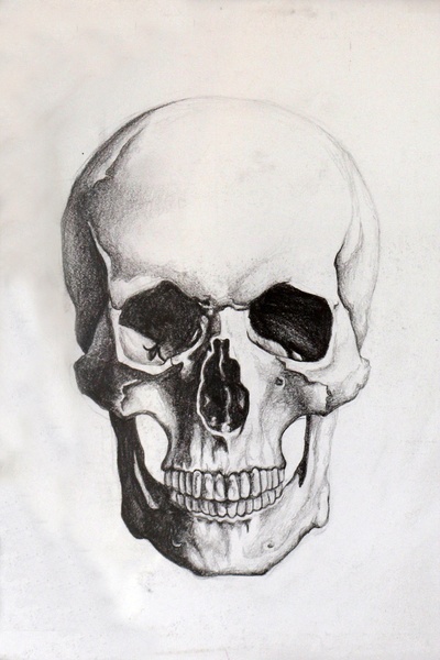 400x600 Pictures Skeleton Head Sketch,