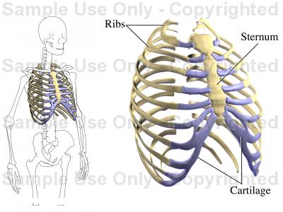 400x300 The Rib Cage
