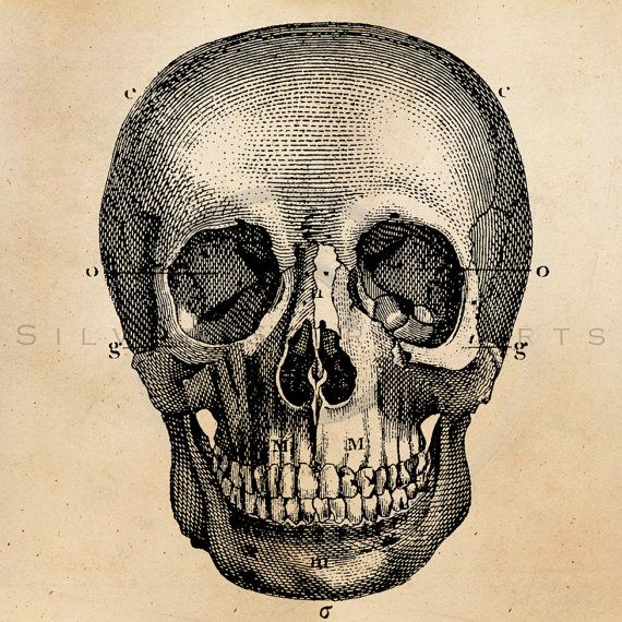 570x570 Vintage Skeleton Skull Illustration Printable 1800s Antique Skulls