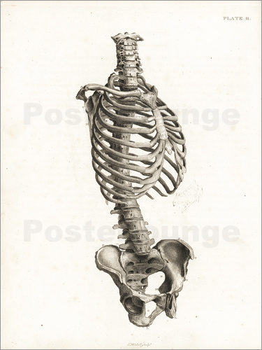 375x500 Jean Joseph Sue Front View Of The Human Trunk Skeleton Including