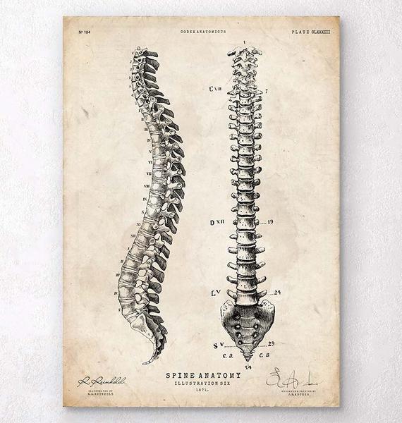 570x600 Skeleton And Bones