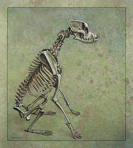 270x300 Skeletons Drawings Fine Art America