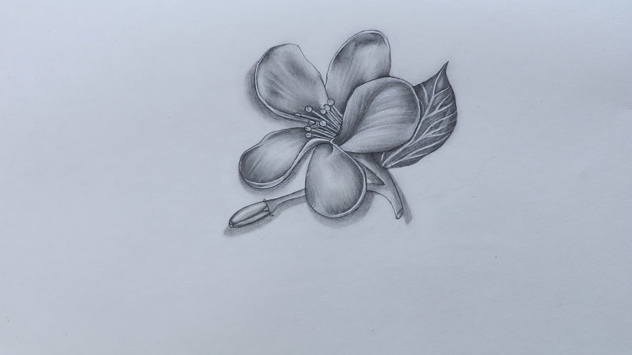 1280x720 How To Sketch Jasmine Flower