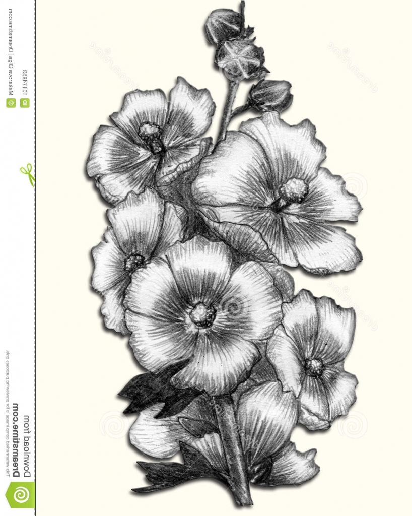 818x1024 Pencil Sketch Drawing Of Flowers Pencil Sketch Drawing Flower