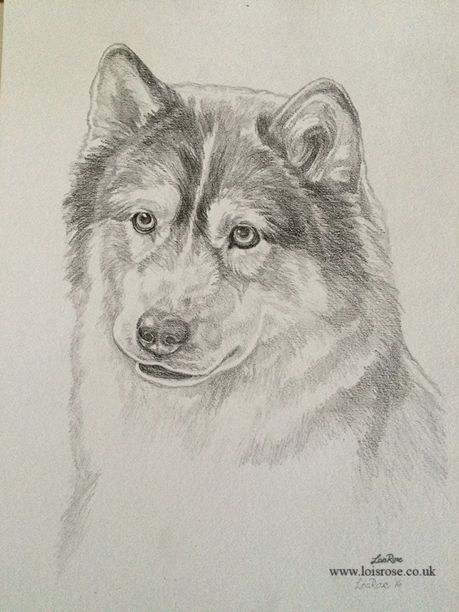 643x857 Pencil Sketch Drawings Lois Rose Fine Art Amp Photography