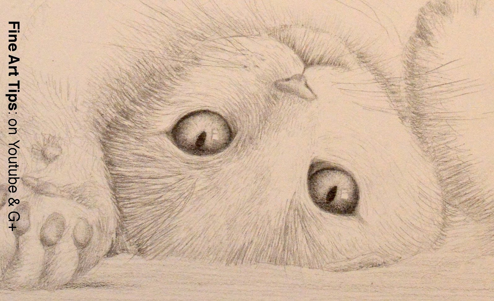 1594x972 How To Draw A Cat