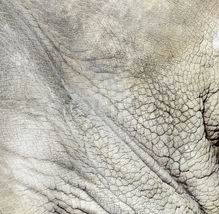 320x313 Rhino (White Rhinoceros) Skin Texture Stock Photo Colourbox