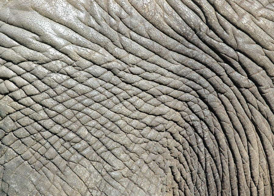 900x643 Elephant skin background Animal Skin Backgrounds With Different