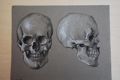 500x334 Anatomy Drawings The Skull And Its Muscles Elizabeth Floyd