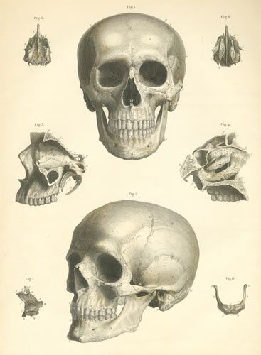 367x500 Anatomy Of The Skull. Great For Halloween Clip Art Projects