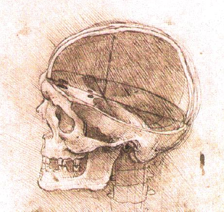 461x436 Skull Anatomy For Artists Drawn In Black