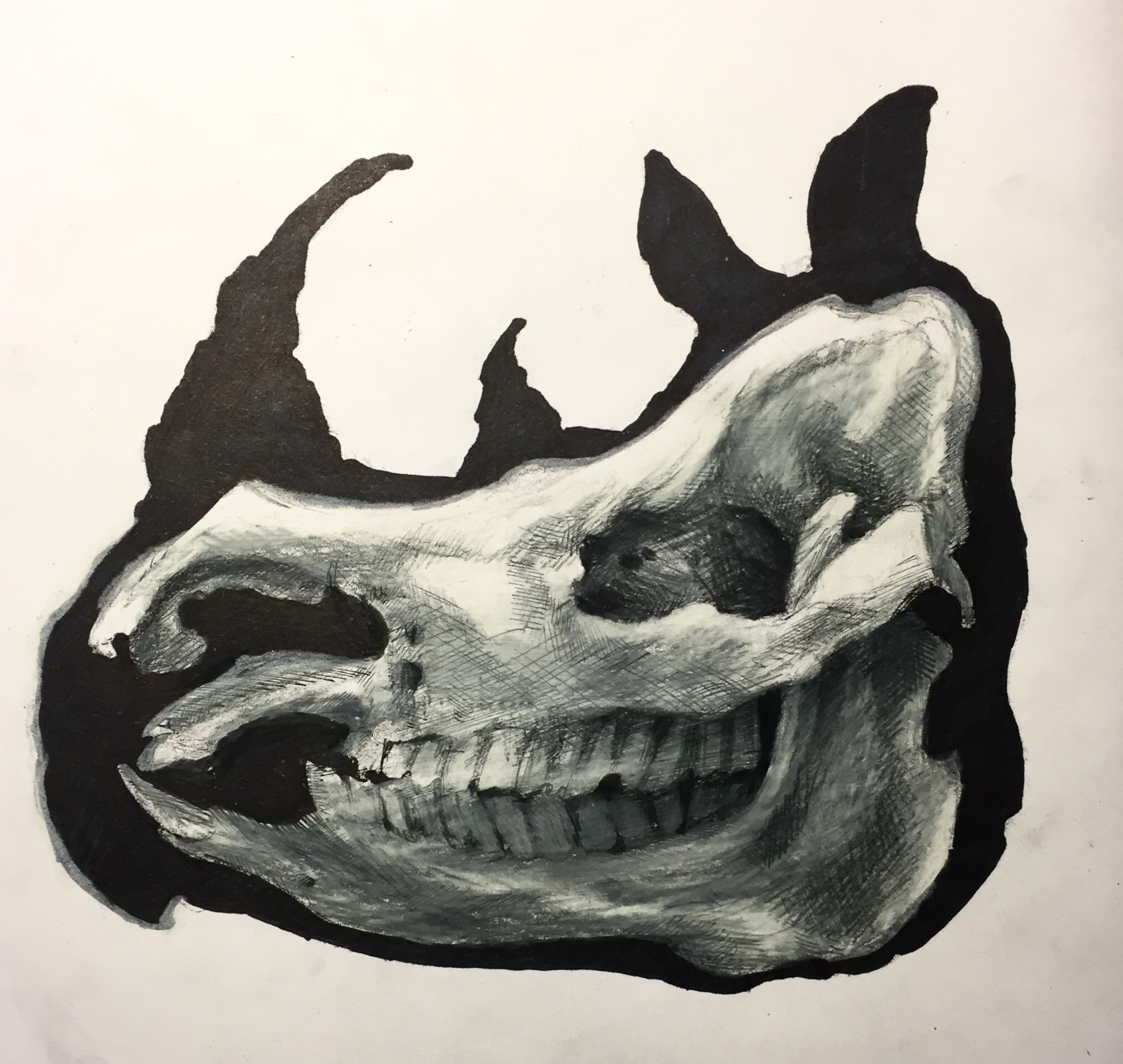 2030x1922 Rhino Skull Drawing Caroline A. Moody