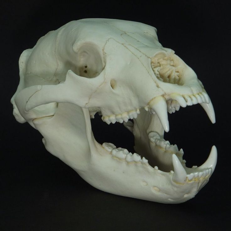 736x736 133 Best Skeleton Images On Bones, Skeleton And Skull