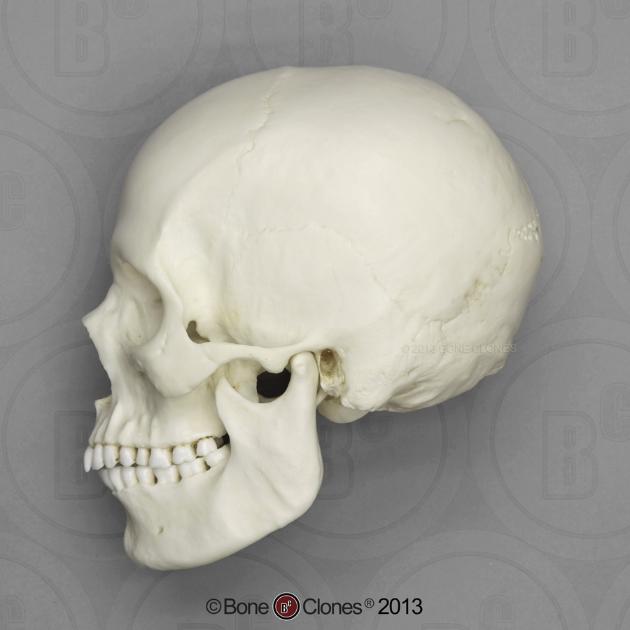 900x900 Human Female European Skull Bc 133 Drawing References Anatomy