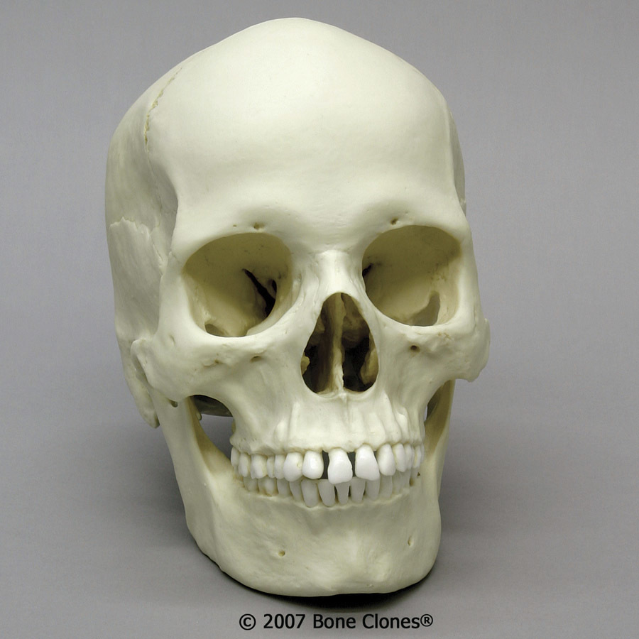 900x900 Human Female European Skull Bc 133 Drawing References Human