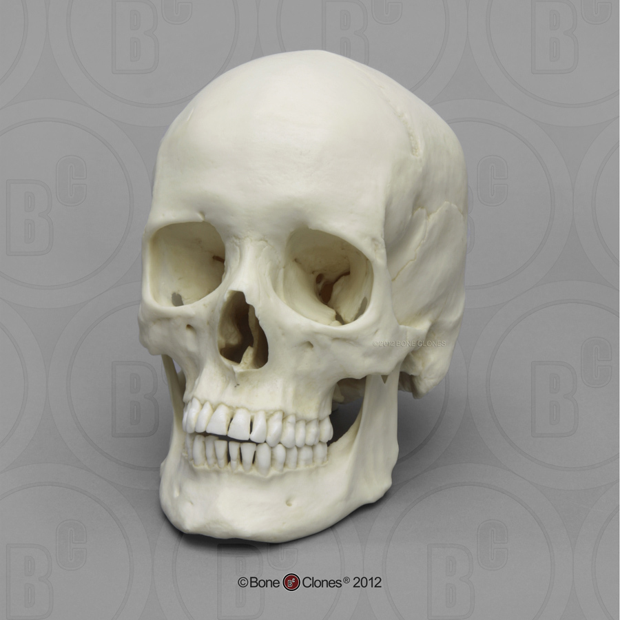 900x900 Human Female European Skull Bcm 891 Drawing References Skulls
