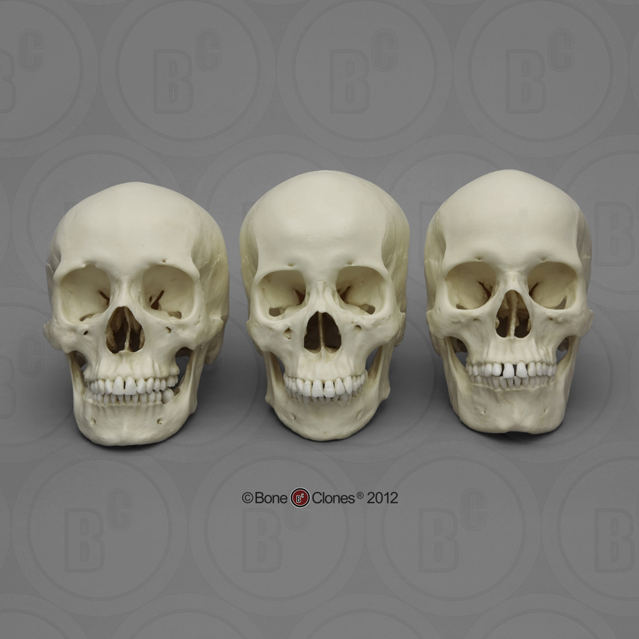 900x900 Human Female Skulls African, Asian, And European Drawing