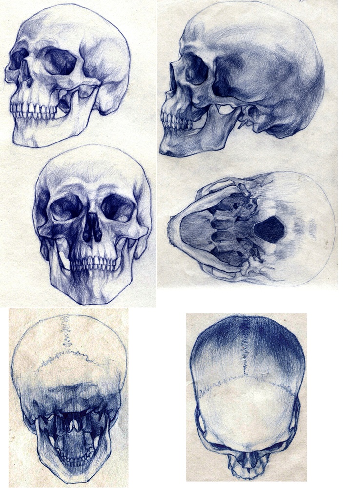 728x1000 Skull Done In Blue Pen. Drawing Amp (Board 1)
