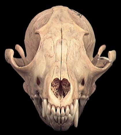 420x470 Vulpes Vulpes