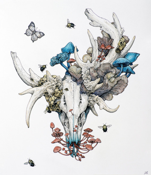 500x577 Deer Skull Drawing Tumblr